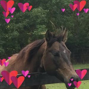 Meet your Posher, Patti